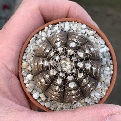 Gymnocalycium ragonbeseii