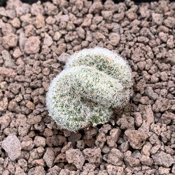 Mammilaria CRISTAT