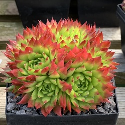 Sempervivum FEUERRAD Jovi