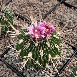 Lamellenkaktus